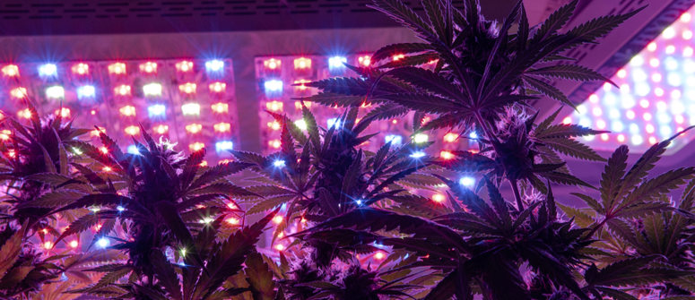 What are led grow lights?